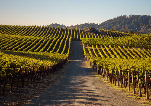 Pride Mountain Vineyards